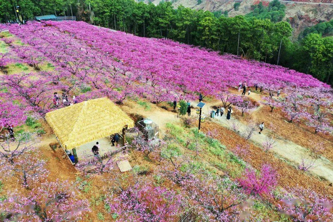 宁南桃花村桃红又见一年春集体经济发展正当时