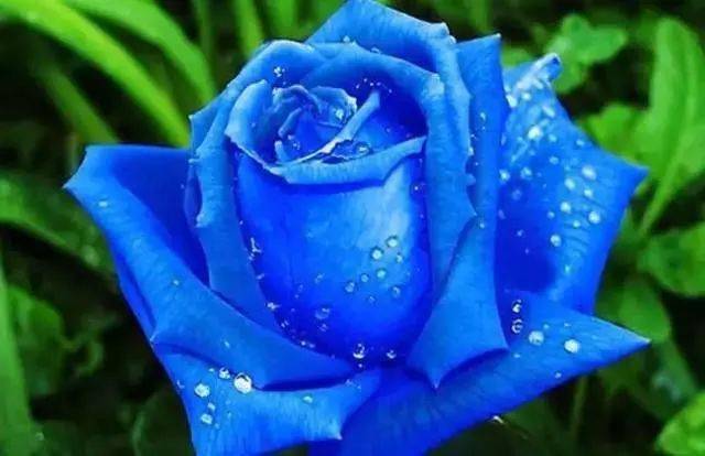 【蓝玫瑰】:蓝玫瑰是一种转基因的玫瑰品种