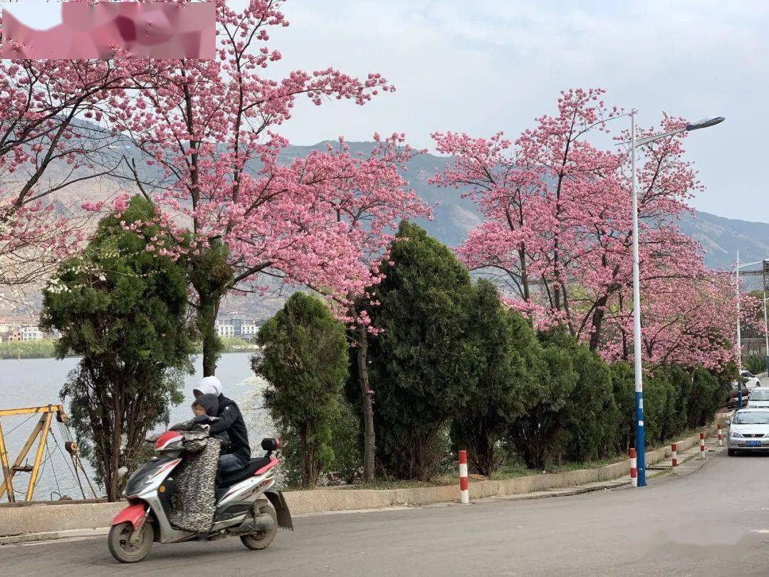 美翻了宣威这些地方花开了走一起克赏花拍照吧