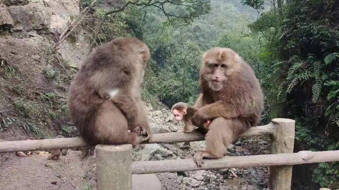 生灵萌动 最近,峨眉山一道靓丽的"活景观" 刚出生的小猴子萌态可爱 大