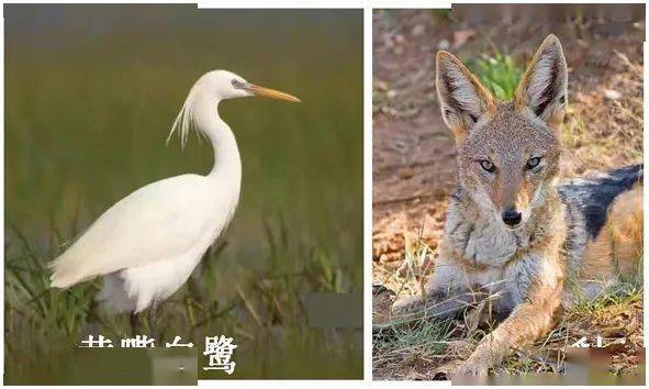 山西历山国家级自然保护区22种野生动物保护级别升级