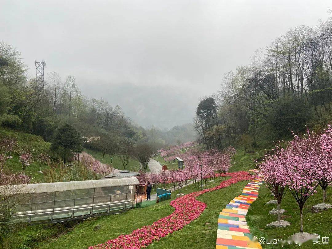 创建天府旅游名县 | 大邑春日赏花指南,请您查收