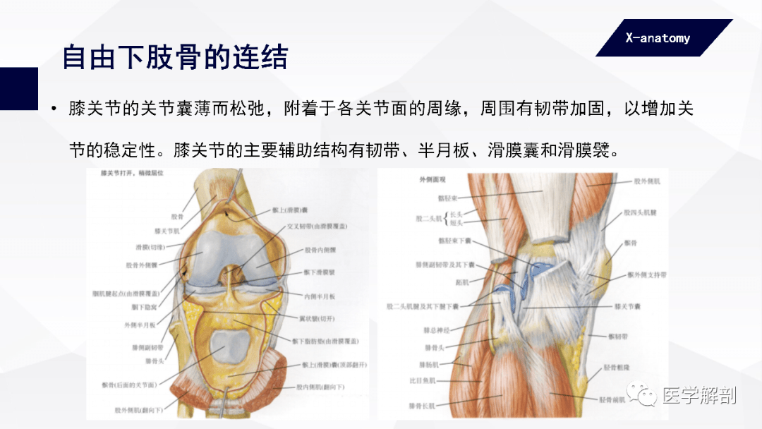 人体解剖学:附肢骨及其连结 | 下肢骨的连结(二)