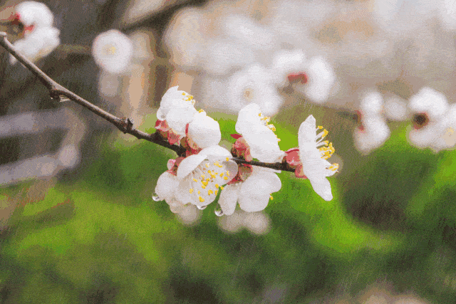 春雨如诗,醉了谁?