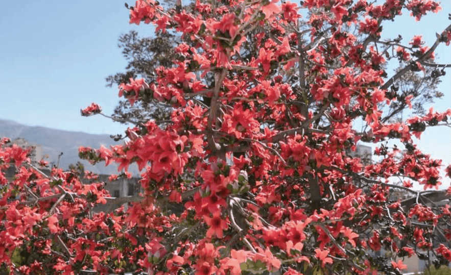 东川木棉花盛开 游客可前往赏花吃花_木棉树