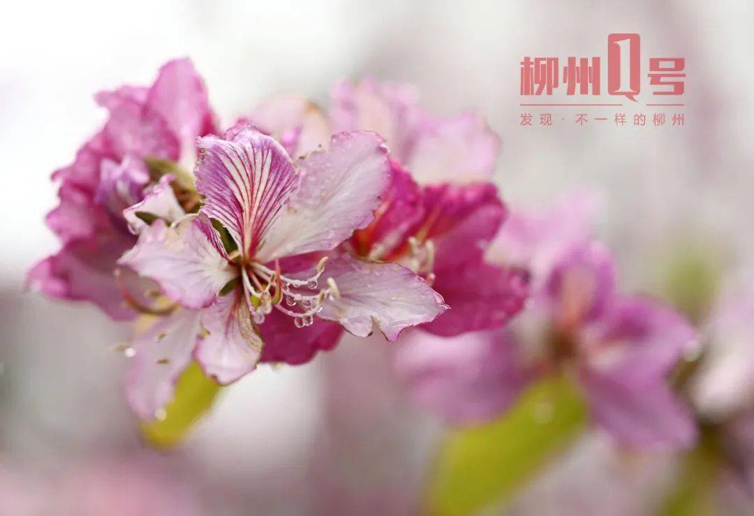 太美了柳州下起了紫荆花雨粉色浪漫引人醉