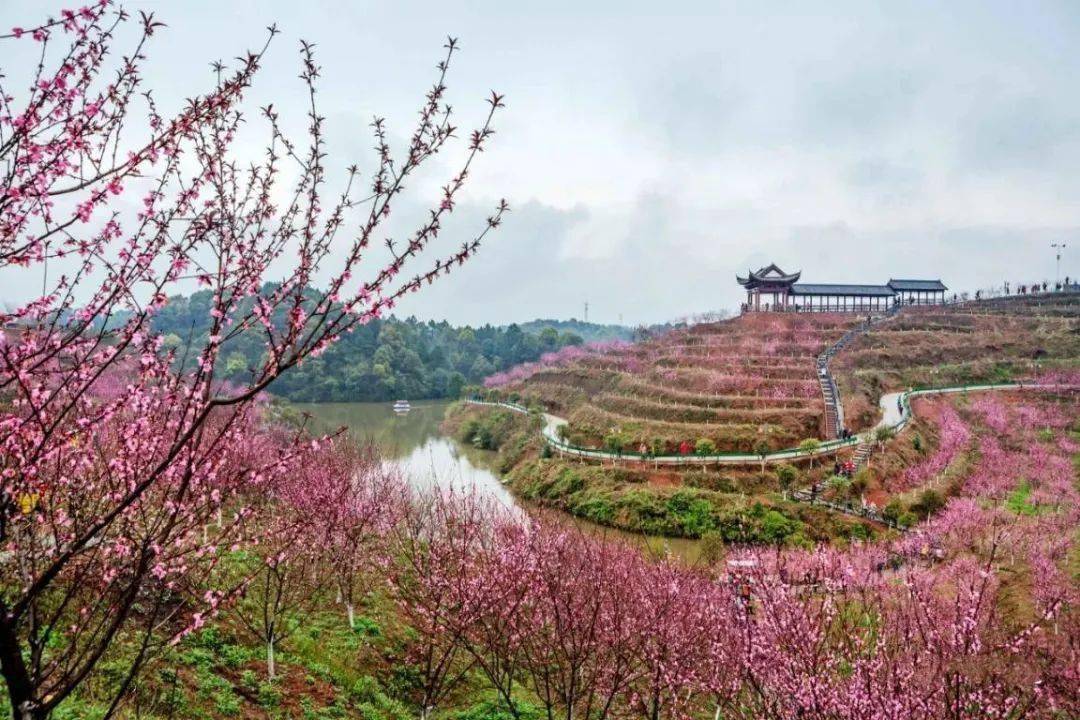 依山而建的清水湾畔景区内有着14000余株的桃树,每年的二月中下旬到