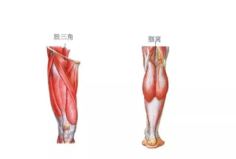 肌肉解剖高清图谱