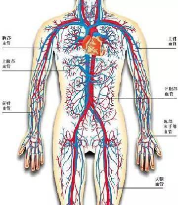 人体的血管分布图心脏的主动脉下来,还真是从肚脐附近分开到两腿,而