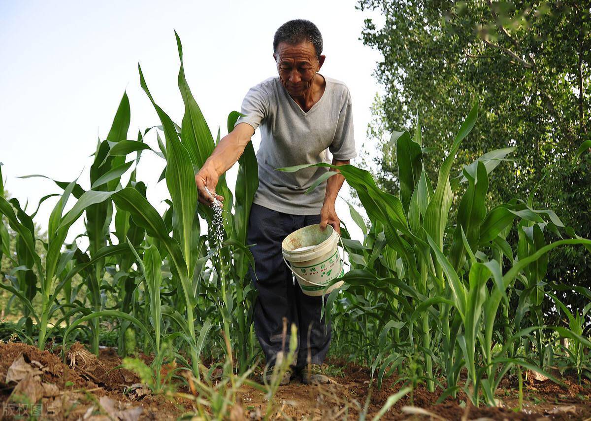 今年种植玉米怎么施肥怎么除草最好提前知道