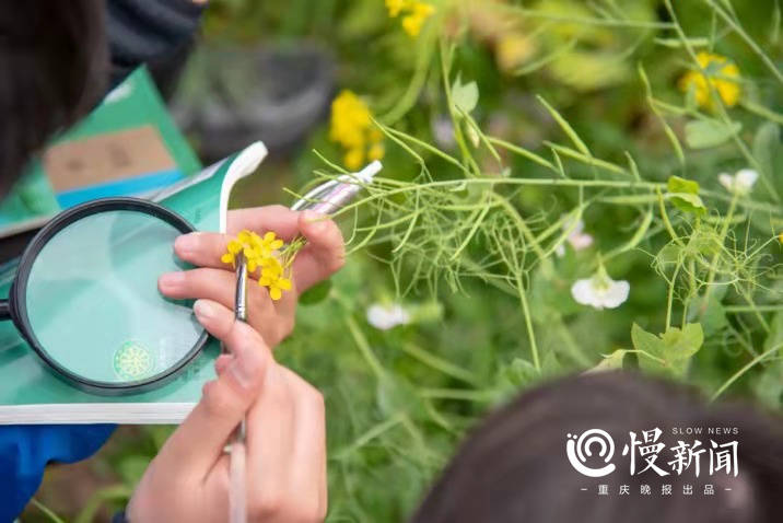 在蜂鸟飞舞的油菜花田上生物课,授粉,播种全都搞懂了_植物