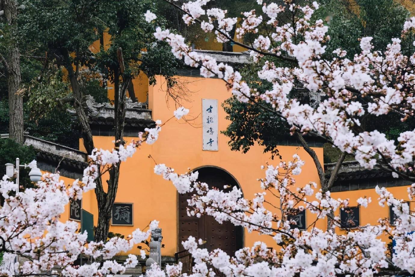 春天的南京鸡鸣寺青瓦黄墙映衬着娇嫩的樱花让这里更加美丽
