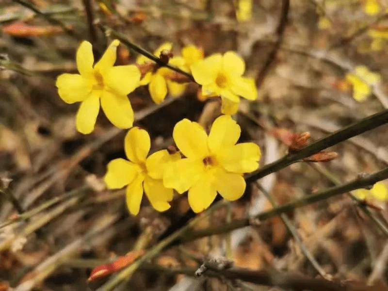 北京花讯丨香山迎春花初绽,主要集中在这些地方!