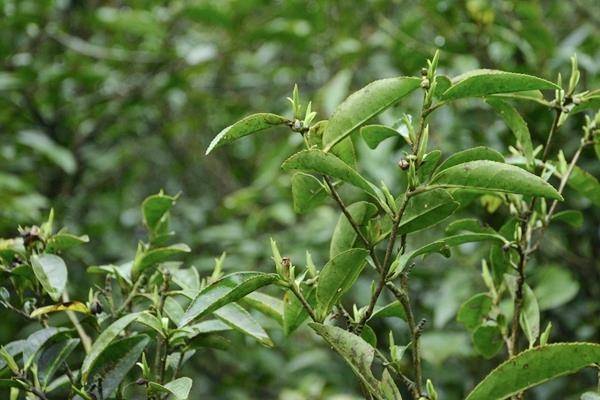双牌单江村:万亩高山野生茶吐新绿色