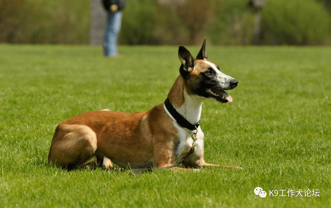 花脸大白胸另类马犬你喜欢吗