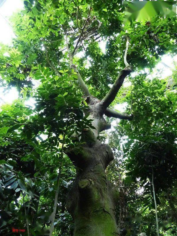 生物多样性丨植树节,我们带您认识海南这40种树木