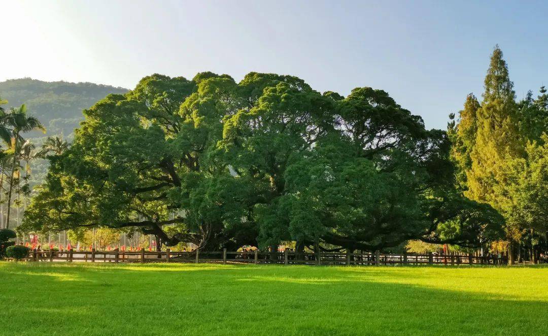 福州植榕,古已成风,福州国家森林公园内的这株榕树,历经千年,终成