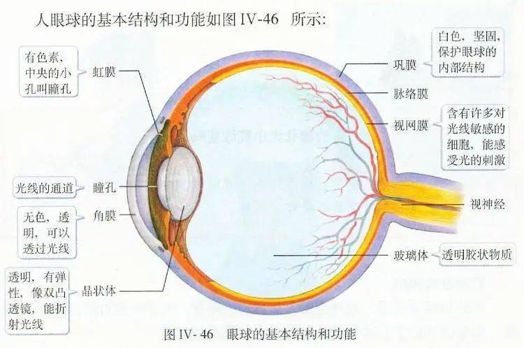 前端一层透明薄膜,能够让光线进入我们的眼睛,以及维持眼球的完整形状