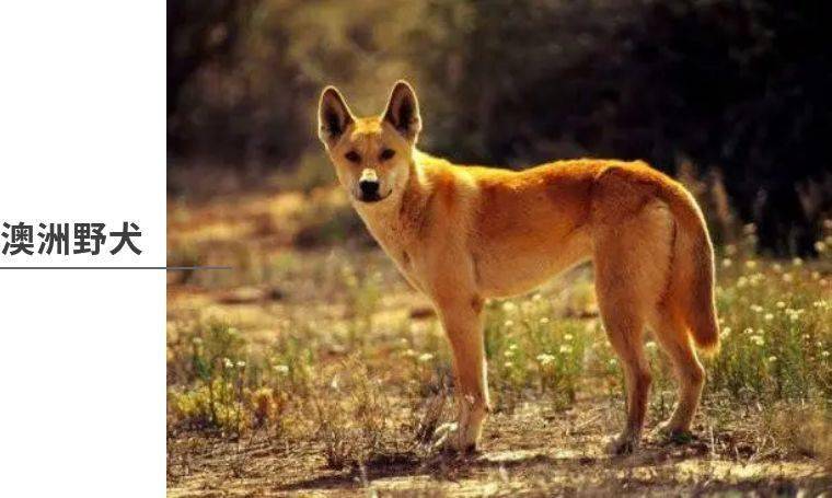 萨满力量动物详解:澳洲野犬,狗