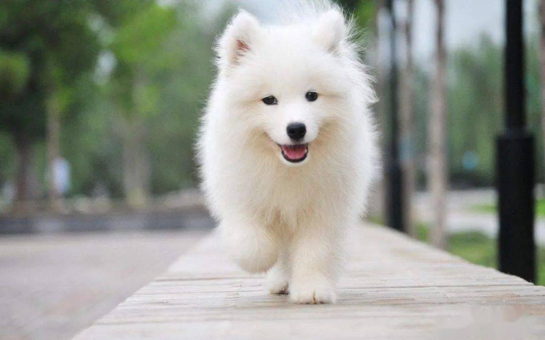 摩萨耶犬