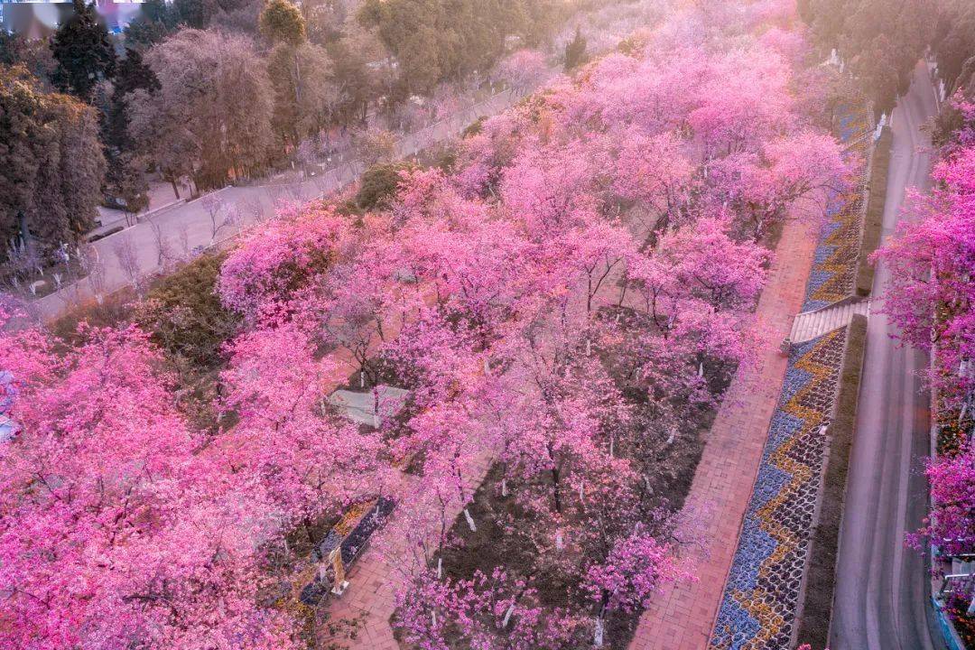 昆明蓝 樱花粉,绝了!全国网友实名羡慕!