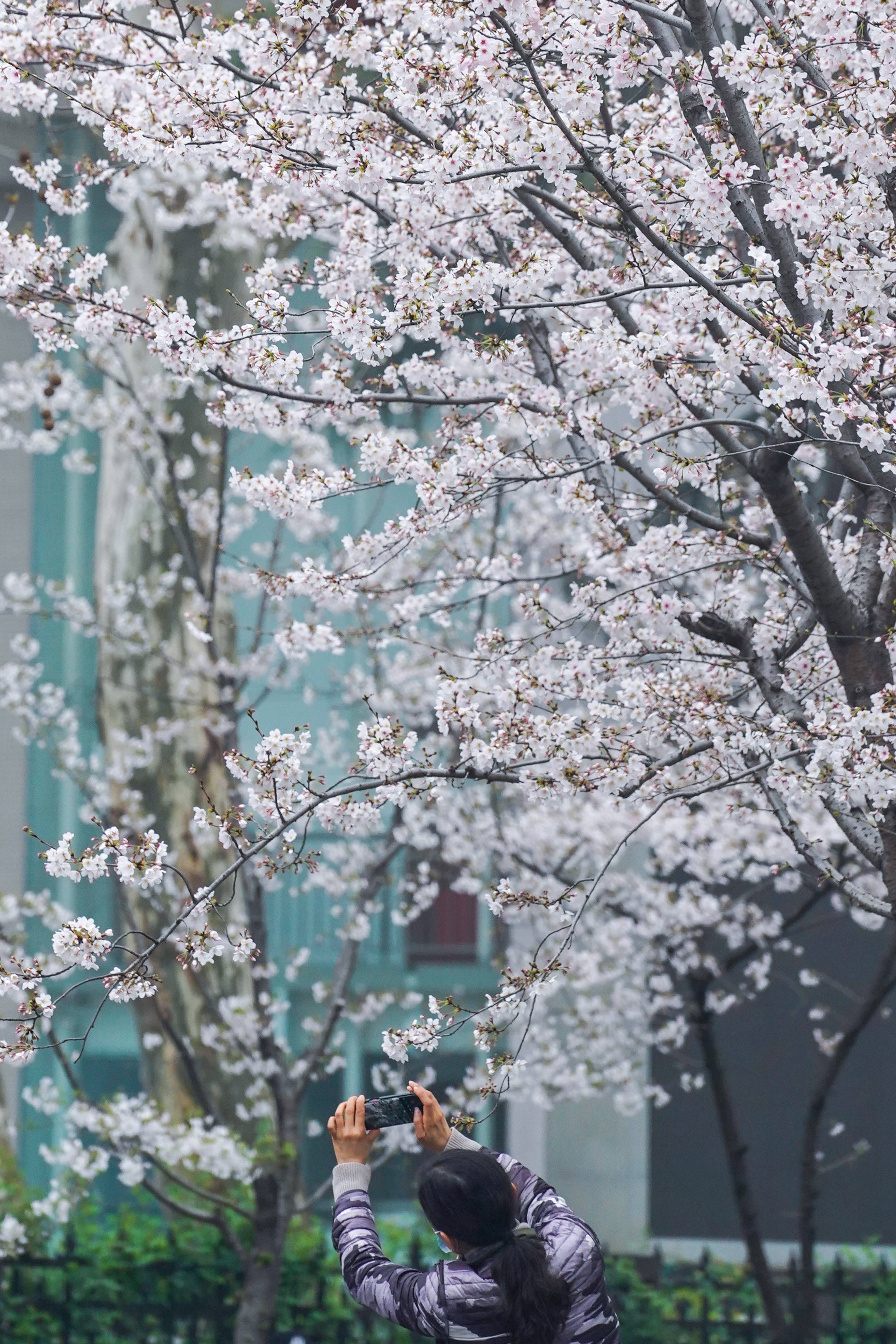 3月16日,一位市民在南京鸡鸣寺路拍摄樱花.