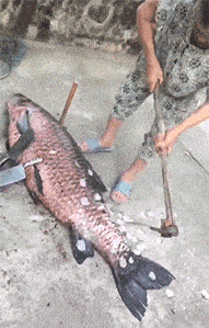 搞笑GIF: 这操作别人也是学不来