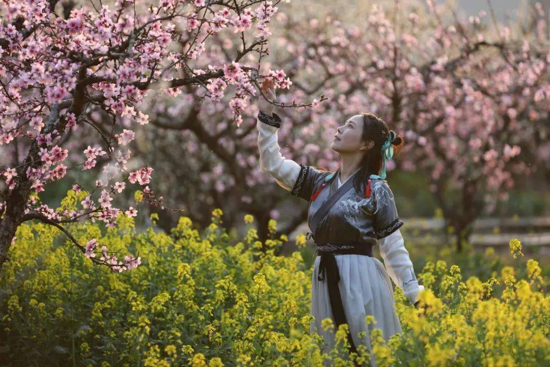 粉丝招募丨打卡阳山桃花节一起走花路