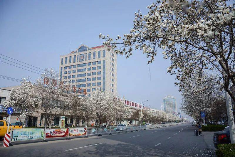 在这条刷爆诸城人朋友圈的"玉兰大街"上,寻找春的味道