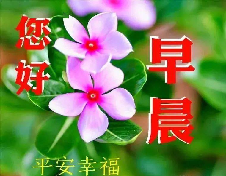 8张有创意的亲人朋友早上好免打字图片带祝福语 温馨的春天大家早上好