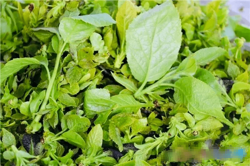 白花每年春天,苍山杜鹃花开的时候,大理最著名的一道野菜,就是白杜鹃