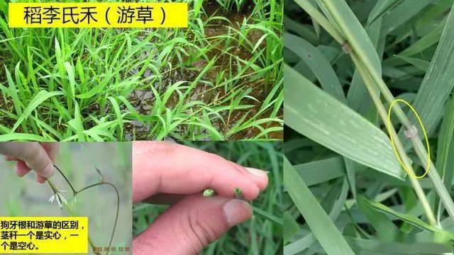 【直播,移栽】稻田除草技术活,选对时间,用对药剂很关键