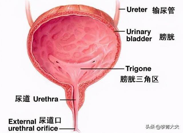两个输尿管口和一个尿道口在膀胱底部形成一个三角区,称膀胱三角.