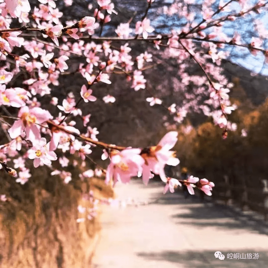 崆峒山的花花花花花花花花,开了!