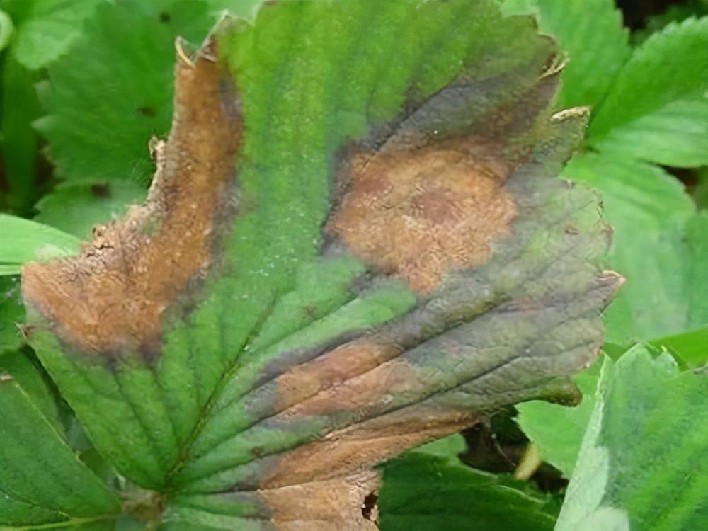 草莓的叶部病害——褐斑病,是何发病症状?该如何防治呢?