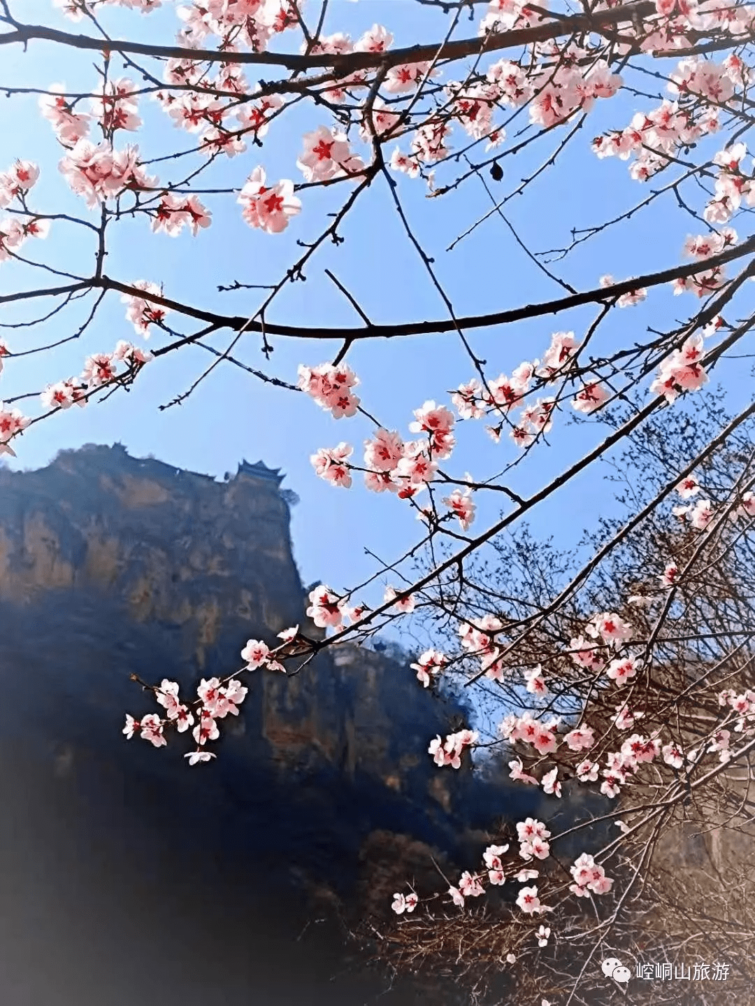 崆峒山的花花花花花花花花,开了!