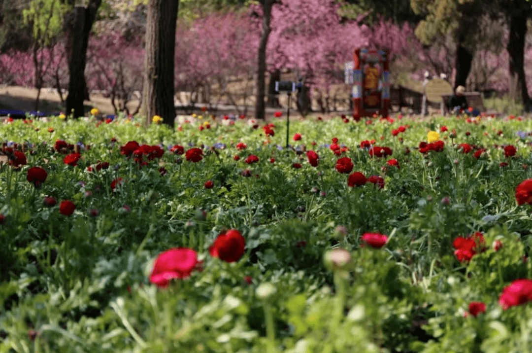 北京及国内主要景点赏花攻略