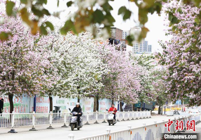 广西柳州紫荆花寒风中绽放 街头民众宛若走"花路"