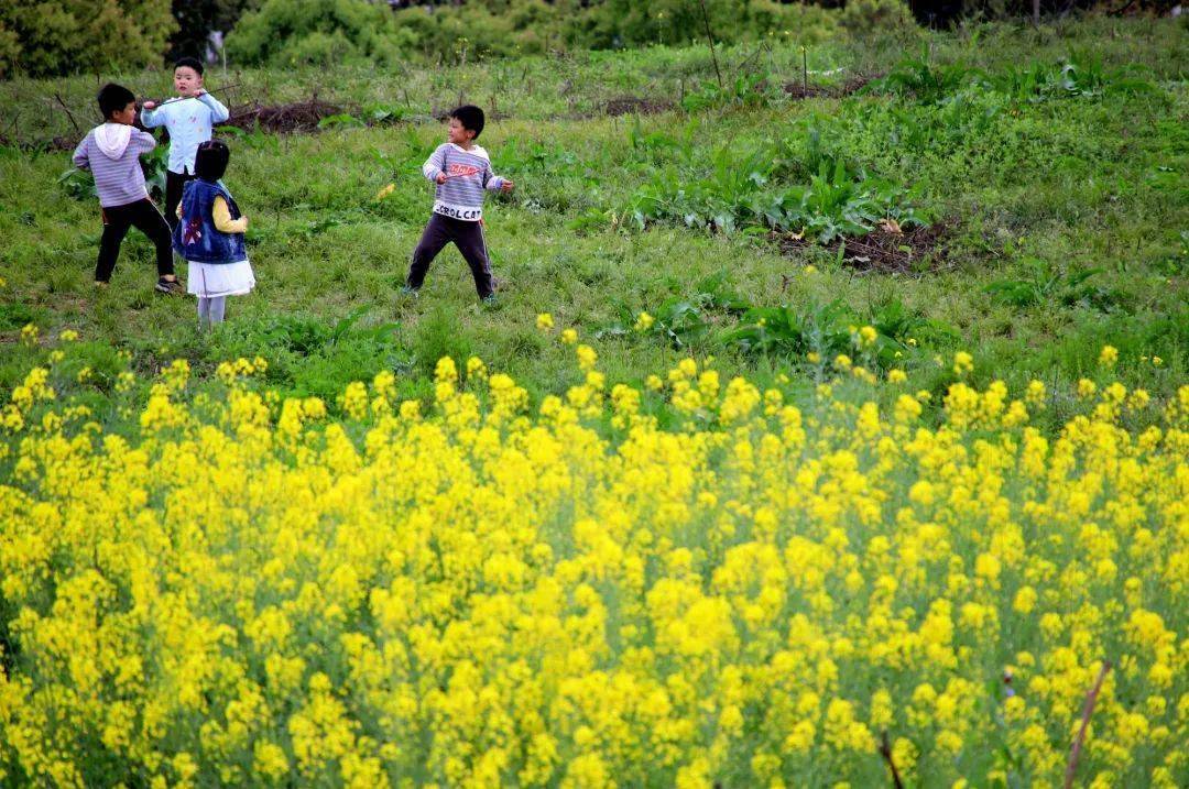 科学城遍山油菜花竞相怒放,市民尽享明媚春光