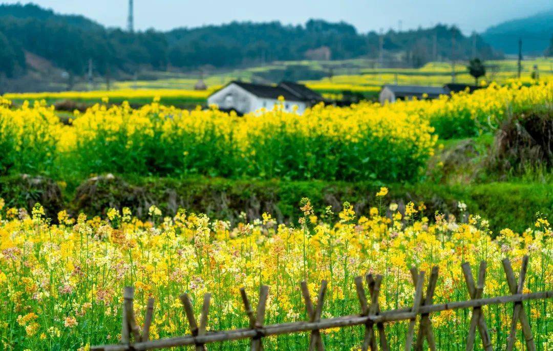 春游江淮邀您来|央视新闻聚焦绩溪家朋油菜花,油菜花开迎春来,山村