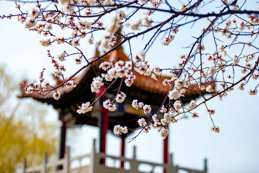 杏花微雨惊艳整个三月春日最佳旅游地现在去刚刚好