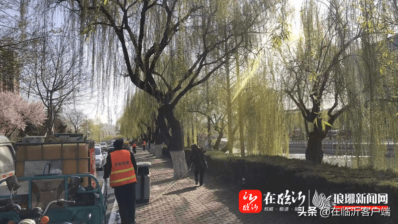 未雨绸缪临沂市提前打响杨柳絮治理战役