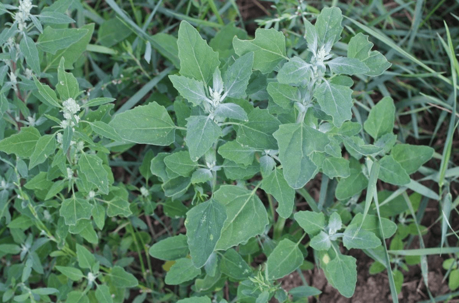 10种常见野菜图集趁着鲜嫩赶紧尝尝下个月就老了