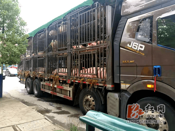 执法检查中被拦下的载满生猪的货车.