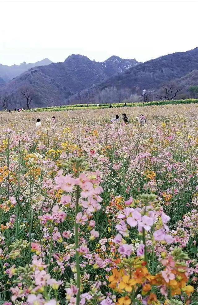 美翻啦!快来长安看七彩油菜花