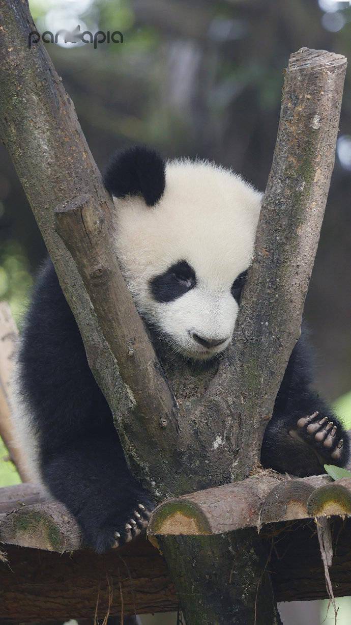 "滚滚"图集 | 你的壁纸是不是该换啦?_大熊猫