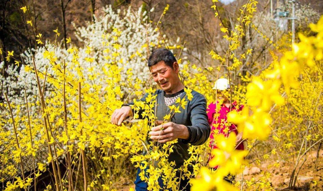 卢氏首届连翘花季开幕不负春光不负花来卢氏看花吧