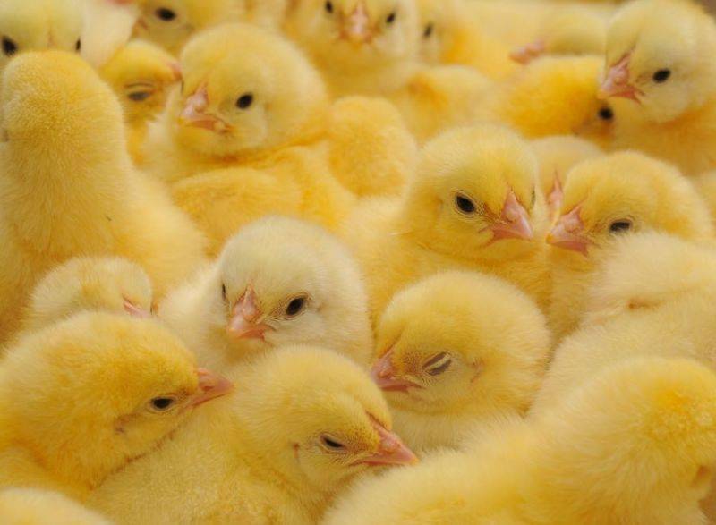 养不起鸡的养殖户:被鸡苗价格和饲料成本联合逼退