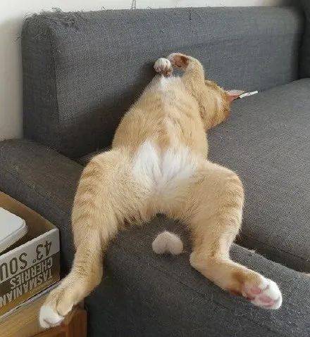 猫oo饱满q弹你确定不看看吗