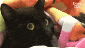 在猫咪住院期间节目组再次回到现场希望能找到猫咪的主人结果把这一